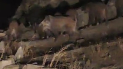 Van'da domuz sürüsü kırsal mahalleye indi