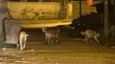 Kars'ta sokak köpekleri vatandaşlar arasında korkuya neden oluyor