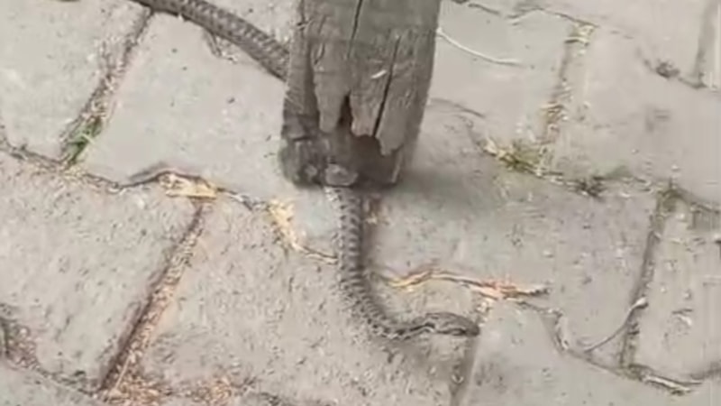 Hakkari'de mahalleliye korku yaşatan yılan 3 günlük nöbet sonrası yakalandı