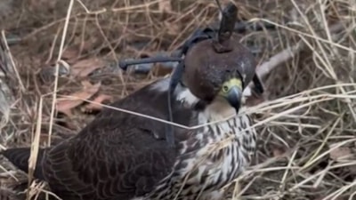 Silivri’de kaçırılmak istenen 2 gökdoğan ele geçirildi