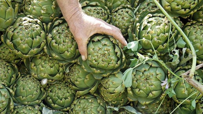 Kalp sağlığından, karaciğer temizliğine: Enginarın 7 faydası