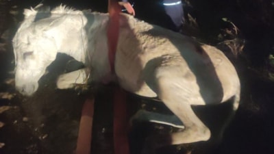 Hatay'da otlanırken balçığa saplanan eşek vinçle kurtarıldı