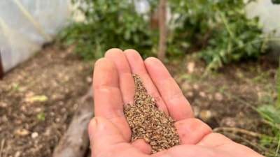 Hobi olarak başladı, şimdi tüm ülkeye ücretsiz gönderiyor…