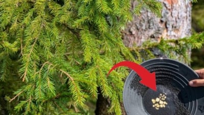 Bilim açıkladı: Bu ağaçlar yapraklarında altın üretiyor