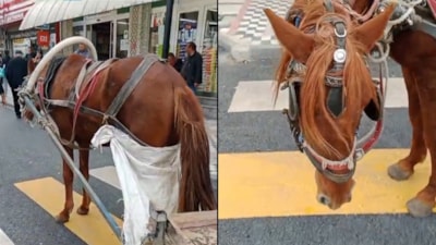 Edirne'de at arabasını yaya geçidine park eden kişiye para cezası uygulandı