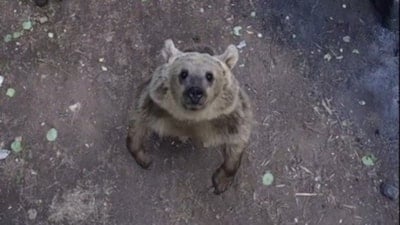 Bitlis'te ayıların dronla karşılaşmasında gülümseten anlar