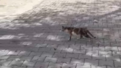 Osmaniye'de baygın yatan kediyi kalp masajı yaparak hayata döndürdü