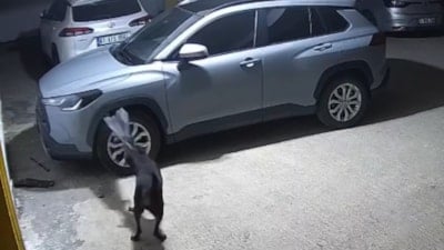 Trabzon'da kediyi kovalayan köpekler, saklandığı araca zarar verdi