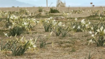 Sakın koparmayın: Bu çiçeğe dokunmanın bedeli 2,8 milyon TL