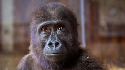Yavru goril 'Zeytin'in Nijeryalı olmadığı ortaya çıktı: Türkiye'de kalacak