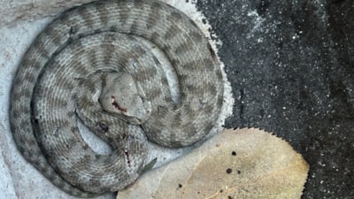 Tunceli'de kedi ve engerek yılanının kavgası kameralara yansıdı