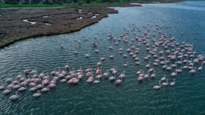 Türkiye’de kuşları yakından görebileceğiniz 7 muhteşem durak