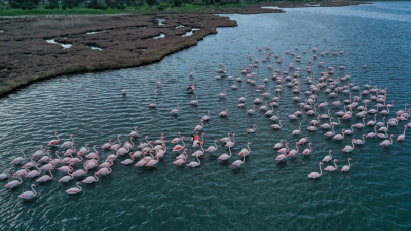 Türkiye’de kuşları yakından görebileceğiniz 7 muhteşem durak