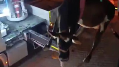 Hatay'da evin damında mahsur kalan inek vinçle kurtarıldı