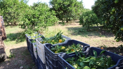 Adana'da yetiştirilen mandalina Türkiye'nin dört bir yanına gidiyor: Fiyatı sadece 8 TL