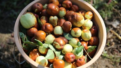 Edirneli üreticinin yeni gözdesi: Hünnap