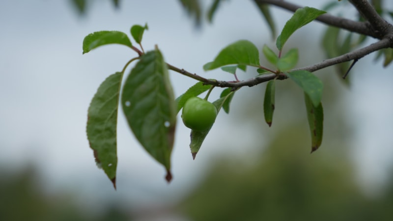 Kocaeli'de kış ayına günler kala çiçek açan erik ağaçları meyve verdi