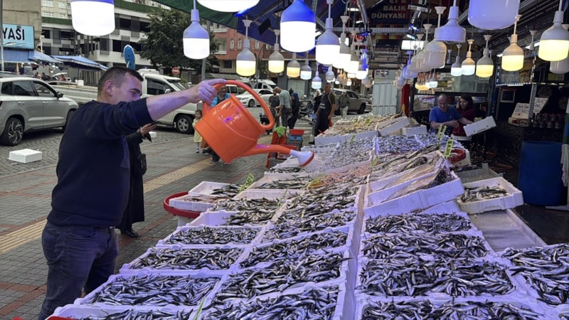 Karadeniz'de hamsi bolluğu: Rize'de 100 Sinop'ta 50 lira