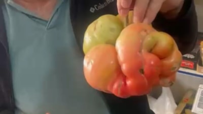 Mardin'de bu domatesi görenler dönüp bir daha bakıyor: Tamı tamına  1 kilo 400 gram