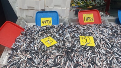 Edirne'de Karadeniz'den gelen Hamsinin kilosu 50 liraya kadar düştü