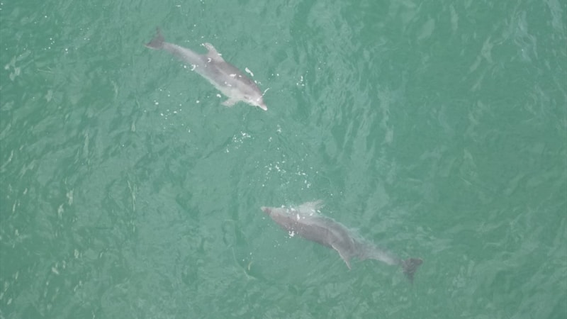 Akçakoca açıklarında yunus şov