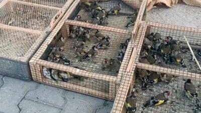 Kahramanmaraş'ta durdurulan araçtan 80 saka kuşu çıktı: Yasa dışı avcılığa 655 bin TL ceza