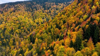 Gümüşhane'de Örümcek Ormanları'nda sonbahar