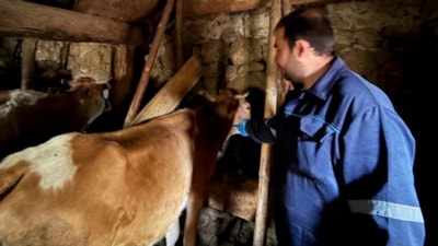 Giresun’da şap karantinası