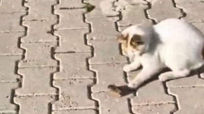 Elazığ'da kedinin fareyle oyunu