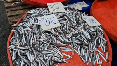 Tekirdağ'da hamsinin kilosu 50 liraya kadar düştü