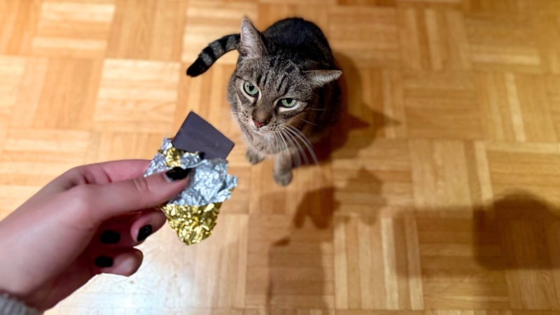 Bu yiyecekler kedinizin sağlığını tehdit ediyor: Sakın vermeyin