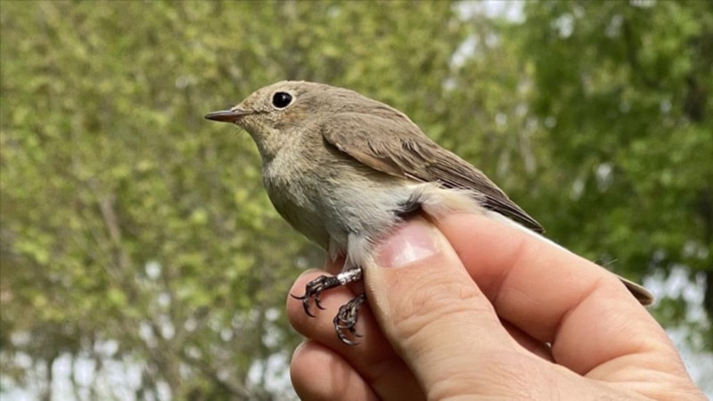 Yeni akım oldu: Tiktok'un 