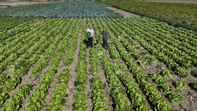 Hatay'da bulunan Amik Ovası’nda hasat edilen marul, 25 TL’ye satılıyor