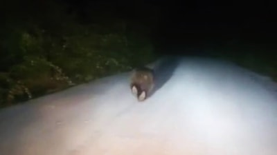 Karabük'te yolda koşan ayıya 'dayı' diye seslendi