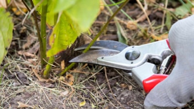 Baharda bahçeler şenlenecek: İşte kasım ayında budanması gereken bitkiler