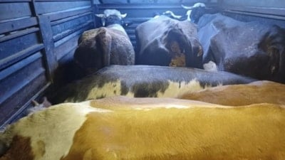 Artvin’de mandırada gasp ve hayvan hırsızlığı