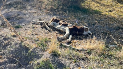 Nevşehir’de boş arazide 8 ölü buzağı bulundu