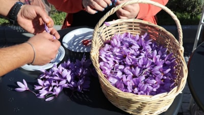 Karabük'te imece geleneği ile safran hasadı