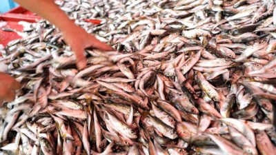 Mevsimi geldi: Kasım ayının 5 balığı