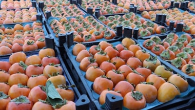 Cennet hurması yerken o detaya dikkat: Bağırsakları tıkıyor...