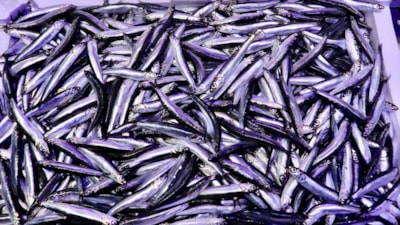 Trabzon'daki balıkçı tezgahlarında hamsi bolluğu: Kilosu 75 TL'den satılıyor