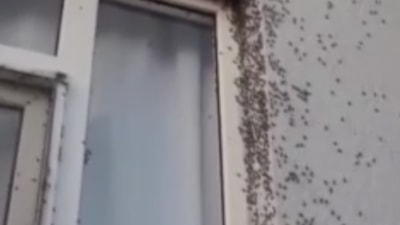 Siirt'te dehşete düşüren görüntü: Bir evin dış cephesini sinekler kapladı