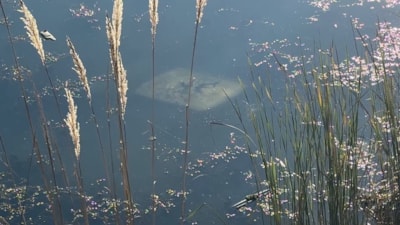 Tokat'ta ehliyetsiz sürücü araçla gölete düştü