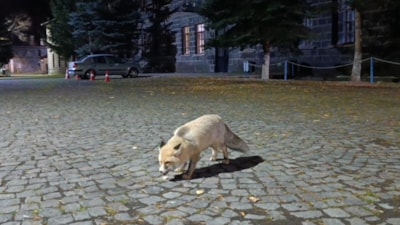 Kars'ta tilkiyi bisküvi ile besledi: O anları kayda aldı