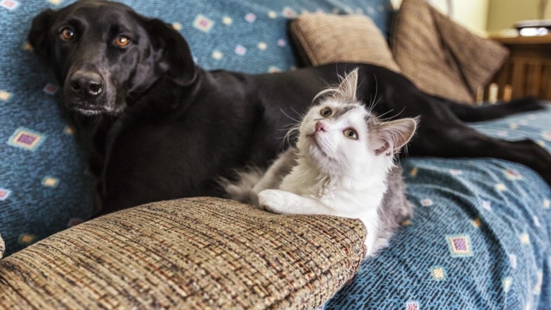 Hangi hayvan ne kadar yaşar? Kedi, köpek, balık, kuş…