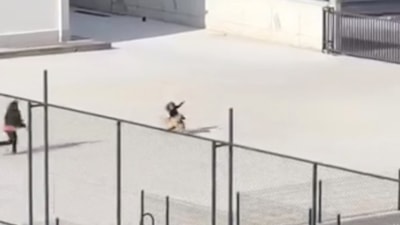 Çorum'da okul bahçesine giren köpek paniğe neden oldu: Öğrenciler kaçmaya çalıştı