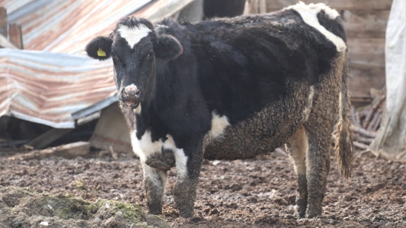 Bolu’da şap alarmı: 18 köy ve 4 mahalle karantinada