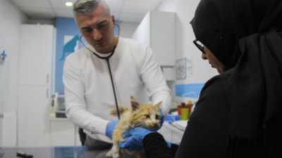 Sivas'ta 'Kedi AIDS'i uyarısı: Tedavisi yok