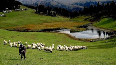 Hayvancılık desteklemeleri uygulanmasında düzenleme