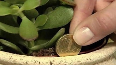 Japonların bozuk para taktiği: Saksıya gömün, sonucu görün